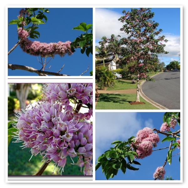 Pink Euodia Tree