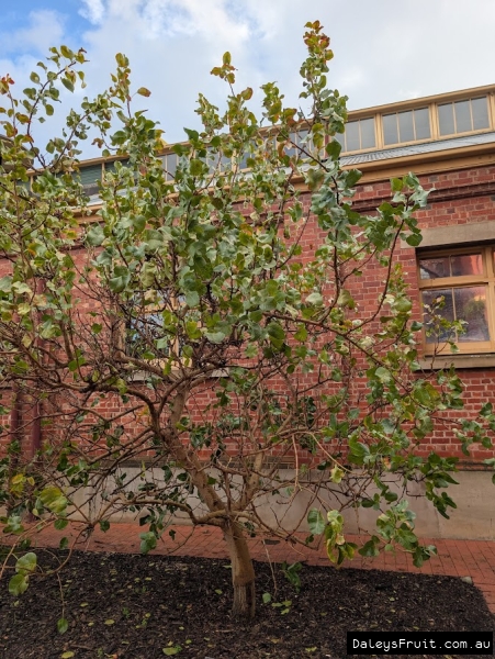 Sirora Pistachio going deciduous in Adelaide Botanic Gardens