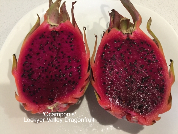 PITAHAYA - DRAGON FRUIT (Hylocereus ocamponis) Cut in half fruit with very dark red flesh