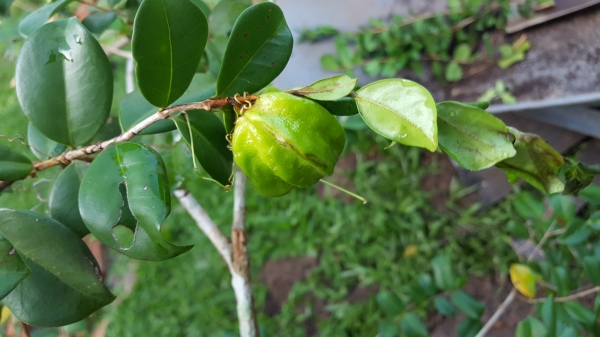 Pitangatuba Eugenia selloi fruit growing on tree -