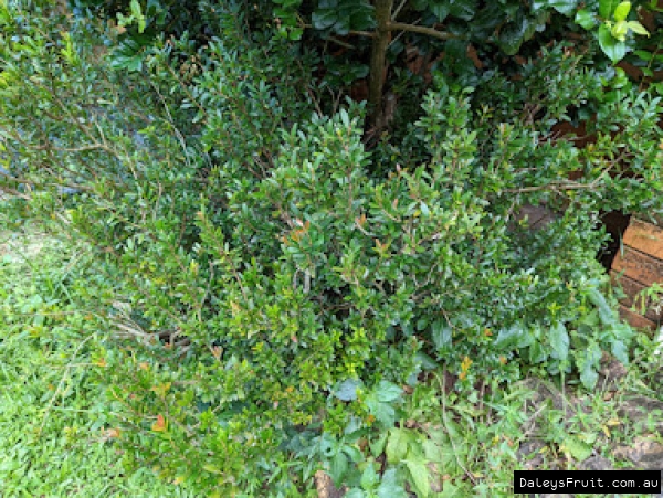 10 year old Pitanguinha hedge showing small growth habit