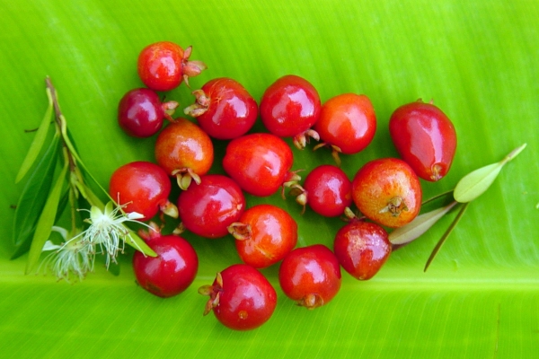 Fruit of Eugenia mattosis against a leaf