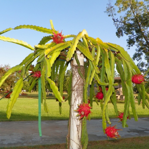 Dark Star Dragon Fruit growing on the vine ready to pick