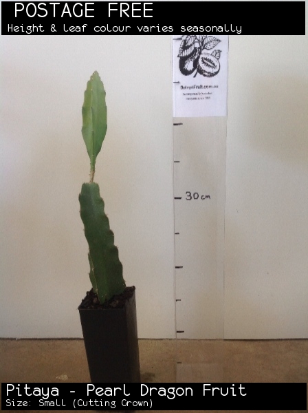Pitaya - Pearl Dragon Fruit For Sale (Size: Small) (Cutting Grown)