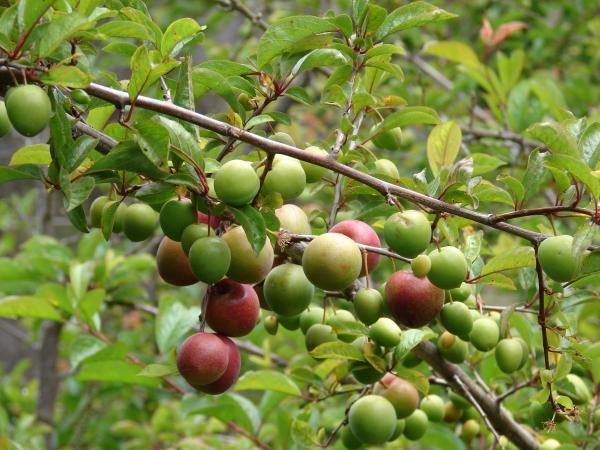 Plums growing on Fruit Tree not exact variety