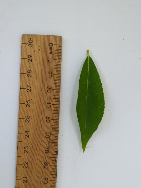 Leaf of the Plum - Amber Queen