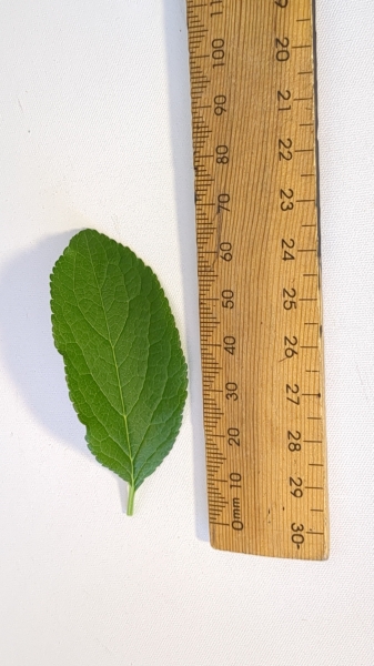 Leaf of the Plum - Green gage