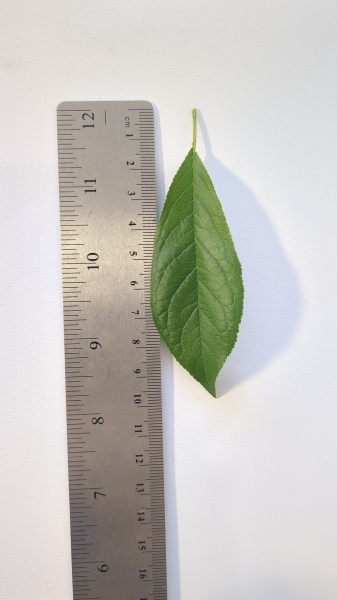 Leaf of the Plum - Luisa