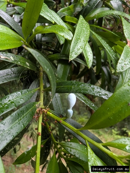A close up image of an imature fruit showing the external seed structure