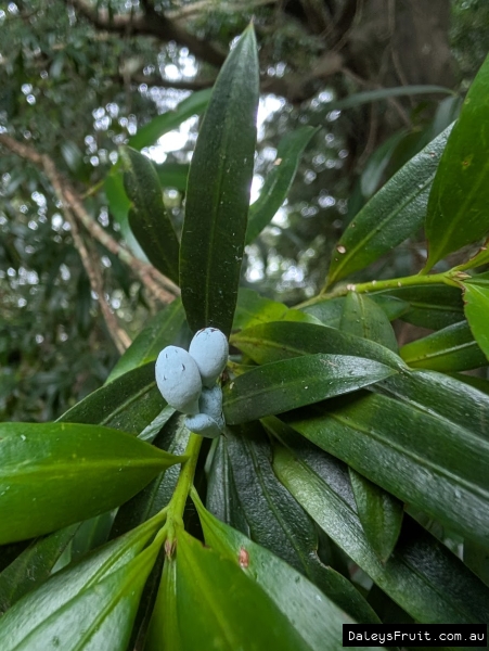 A close up image of an imature fruit showing the external seed structure