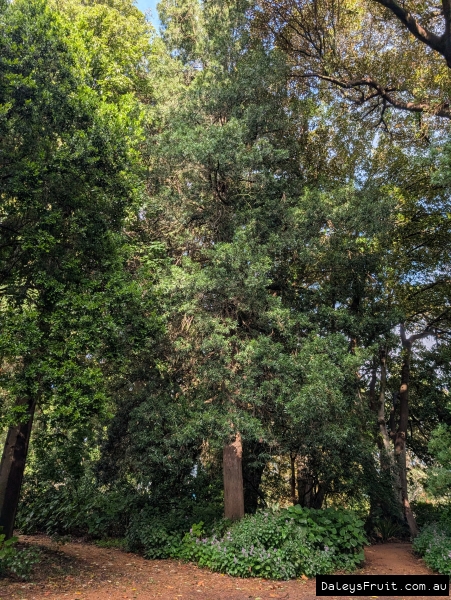 Old Plum Pine tree in Adelaide Botanic Gardens