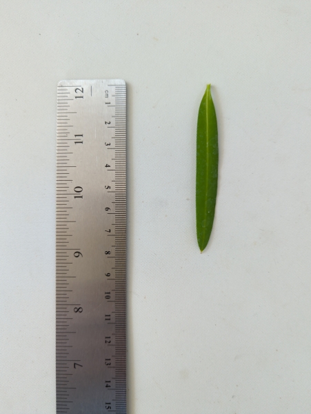 Leaf of the Plum Pine - Female Cutting
