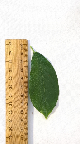 Leaf of the Plum x Cherry - Little Chum