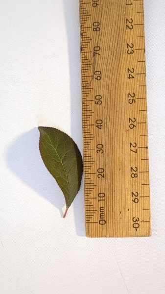 Leaf of the PlumScrumptious