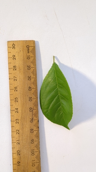 Leaf of the Plumcott - Flavour Supreme