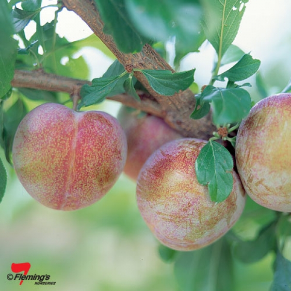 Pluot Flavor Supreme growing on Fruit Tree