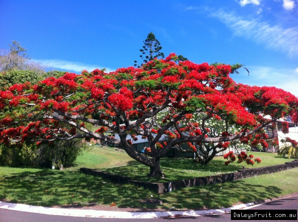 Poinciana Kyogle