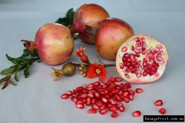 Pomegranate Elche