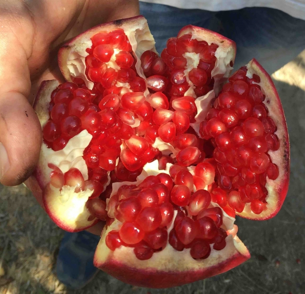 Dwarf Pomegranate Parfianka Split Open showing consistent edible red seeds