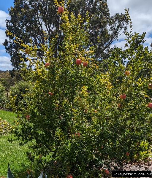 A Pomegranate Tree being grown in Stanthorpe QLD Australia
