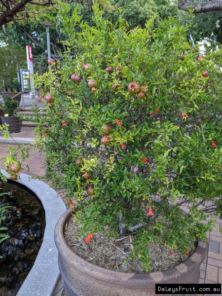 Being grown in a very large terracotta container as a feature plant at Epicurious in South Bank Brisbane Australia