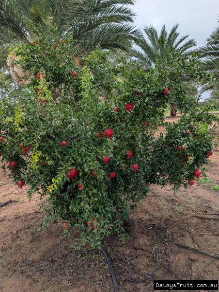 Heavy crop in stunning colour of Wonderful Pomegranates in SA Riverland Region