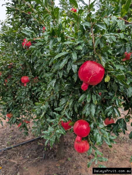 Heavy crop in stunning colour of Wonderful Pomegranates in SA Riverland Region