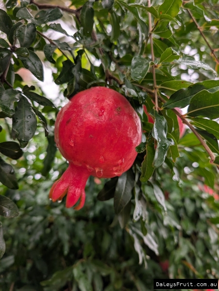 Heavy crop in stunning colour of Wonderful Pomegranates in SA Riverland Region