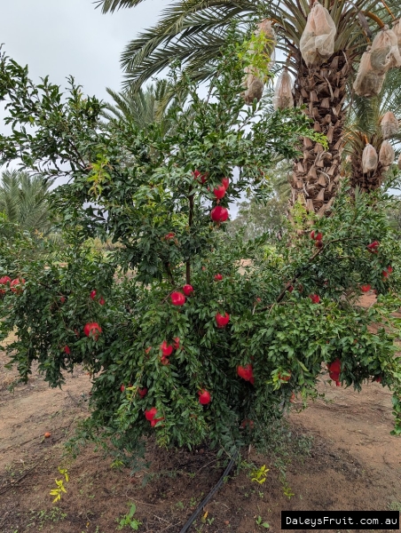 Heavy crop in stunning colour of Wonderful Pomegranates in SA Riverland Region