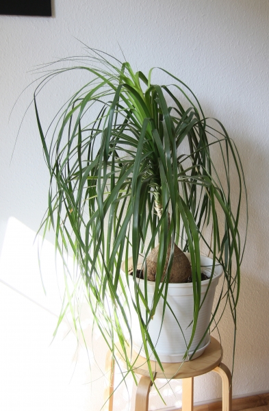 Ponytail palms can be grown as a bonsai. The root restrictions makes it like like a mini tree compared to being grown in the ground