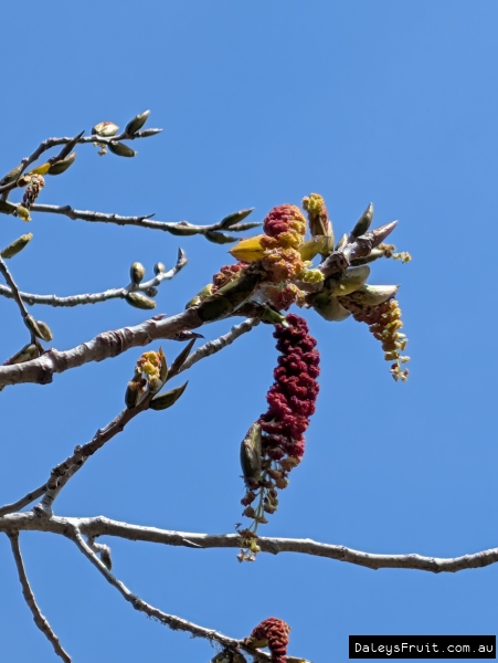 Flowering catkin on Poplar Cottonwood pushing for Spring