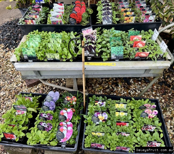Flower Punnet Display in the Daleys Outlet Store