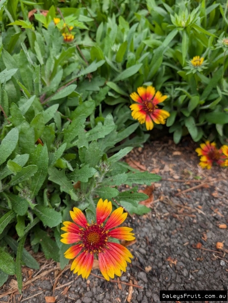 Colourful displays in retail garden