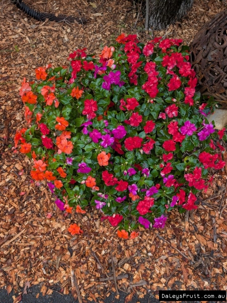 Colourful displays in retail garden