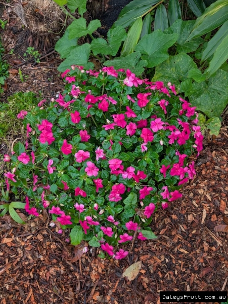 Colourful displays in retail garden