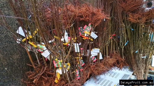 Bare Root Fruit Trees arriving at Daleys Fruit Tree Nursery