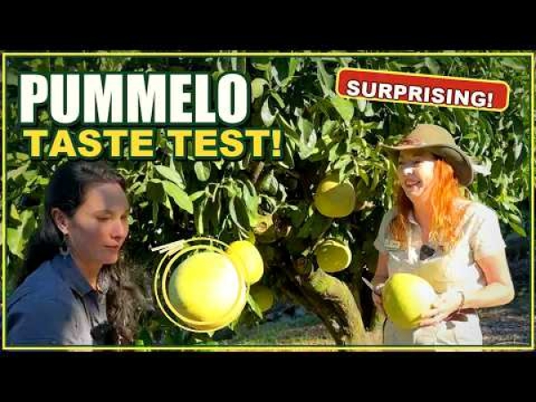 Video: Pummelo Taste surprise