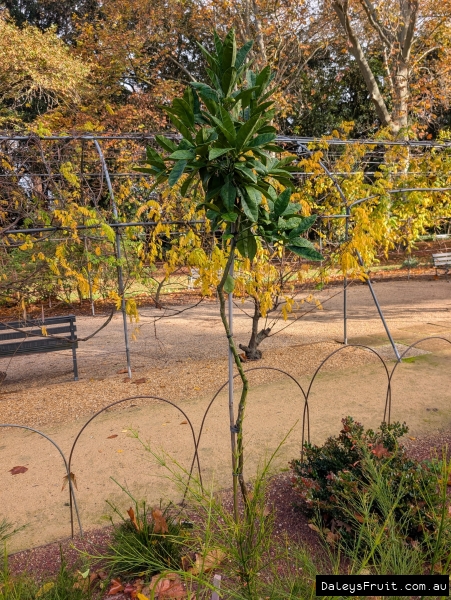 Young Pomelo  in Adelaide Botanic Gardens