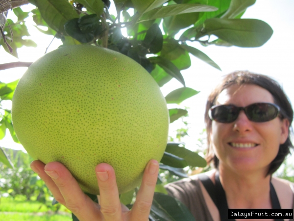 Huge Fruit of the Citrus Family