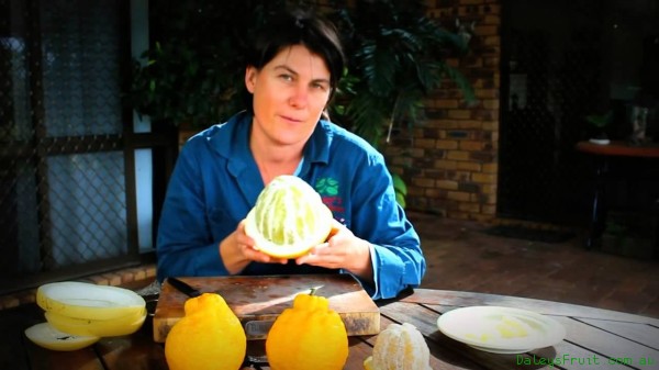 Pomelo Fruit Tree Huge Citrus Pumello Pommelo