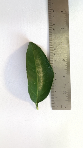 Leaf of the Pummelo - Flicks Yellow