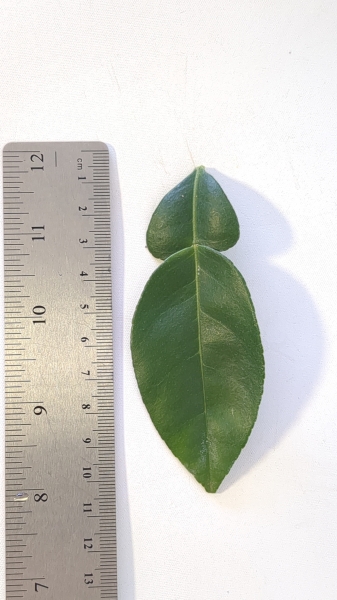 Leaf of the Pummelo  - Watsons Choice