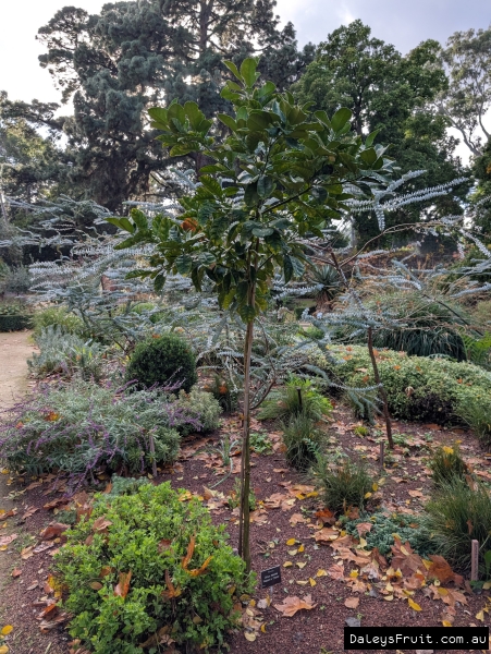 Pummel Tree Buy Watsons Choice Pummelo Fruit Tree - Citrus maxima