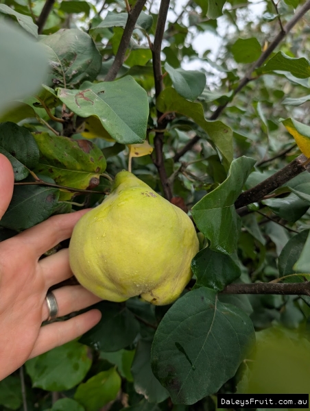 Quince nearly ripe in SA Region