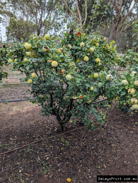Quince nearly ripe in SA Region