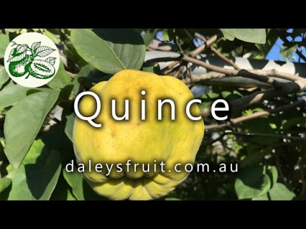 Growing Quince Fruit Trees