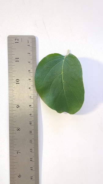 Leaf of the Quince - Champion