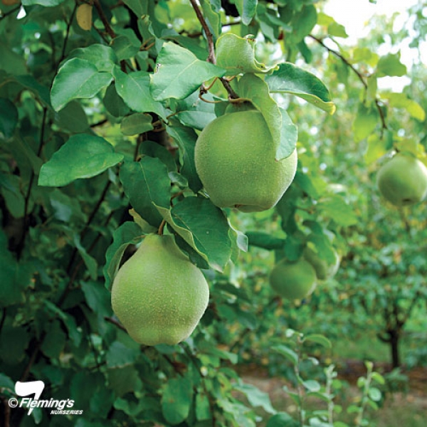 quince champion fruiting on the tree