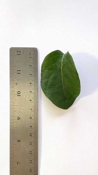 Leaf of the Quince - Pineapple