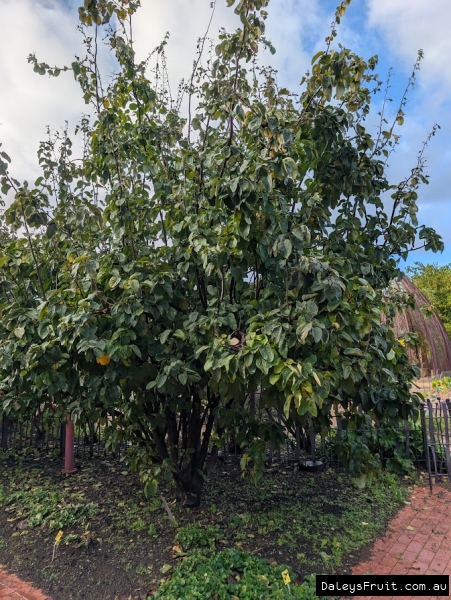Quince Smyrna in Adelaide Botanic Gardens